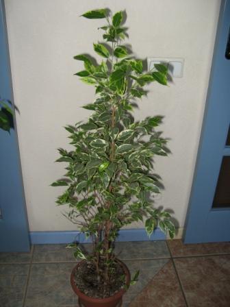 4(Ficus benjamina &quot;&quot; Рианди