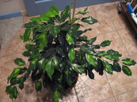 3(Ficus benjamina &quot;&quot; Данилайт