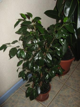 6(Ficus benjamina &quot;&quot; Даниэль