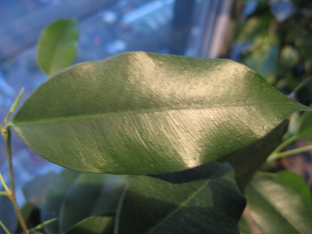 6(Ficus benjamina &quot;&quot; Даниэль