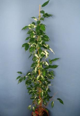 5(Ficus benjamina &quot;&quot; Кёрли