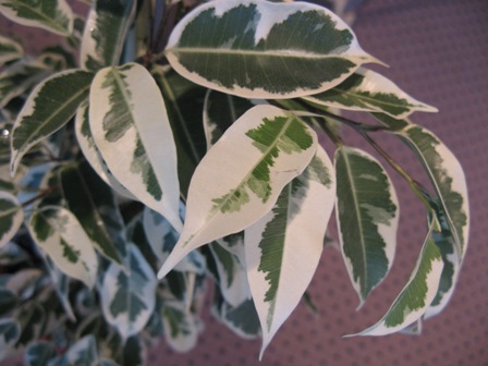 7(Ficus benjamina &quot;&quot;) Старлайт