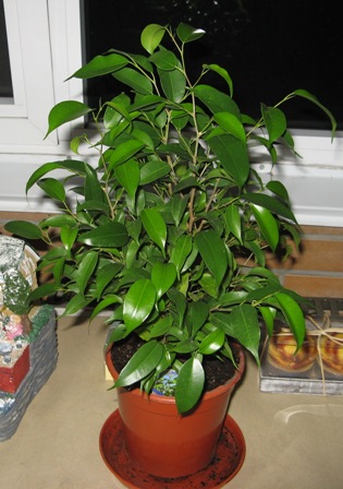 11(Ficus benjamina &quot;Pearls of Living&quot;