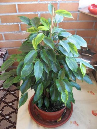 10(Ficus benjamina &quot;Анастасия&quot;