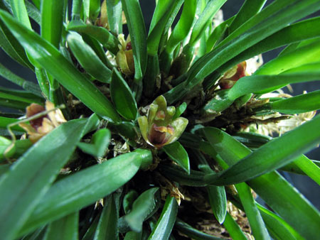 Maxillaria uncata.jpg