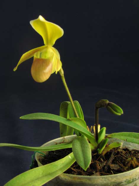 Paph.helena.jpg