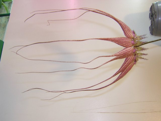 DSCN4224.jpg