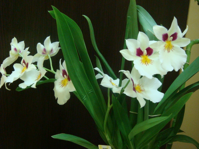 DSC04116.JPG