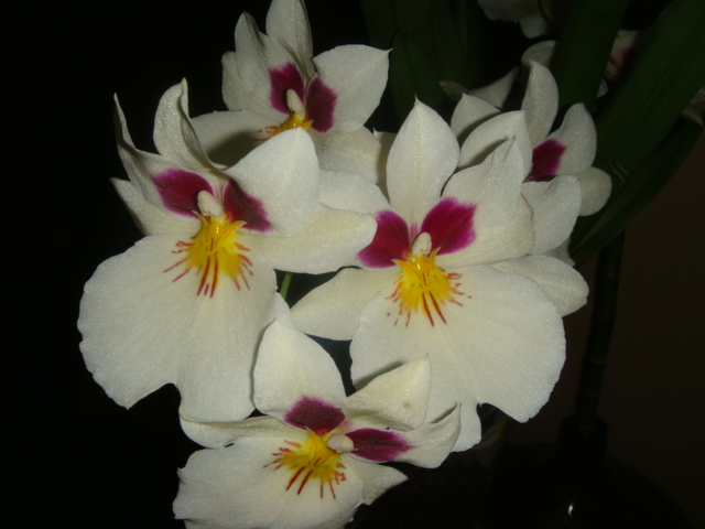 DSC04111.JPG