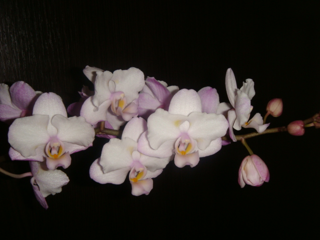 DSC04098.JPG