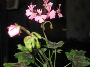 IMG_2851.JPG