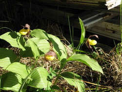 Cypripedium calceolus3.jpg