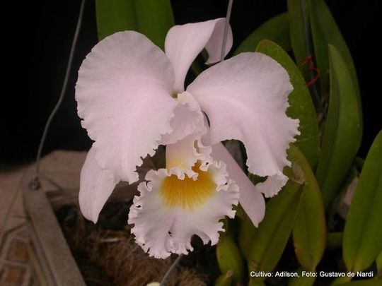 Cattleya Veriflora var. amesiana 02.jpg