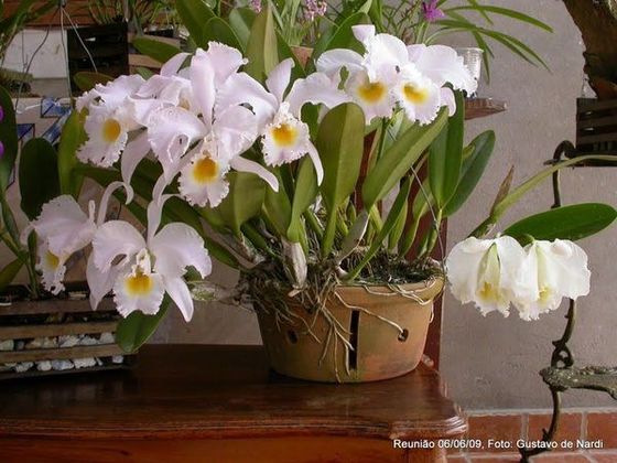 Cattleya Veriflora 02.jpg