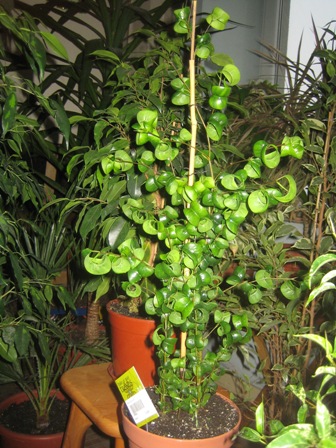 16(Ficus benjamina &quot;Barok&quot;) Барок