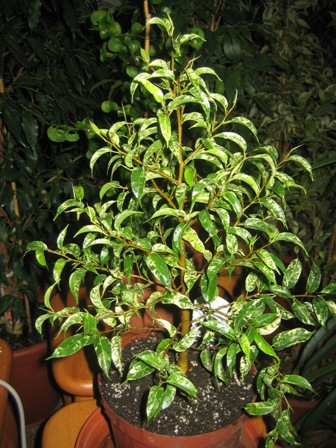 15(Ficus benjamina &quot;Safari&quot;) Сафари