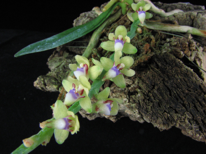 Природные виды. Фото орхидеи Saccolabium quisumbingii. Как цветет орхидея Saccolabium quisumbingii