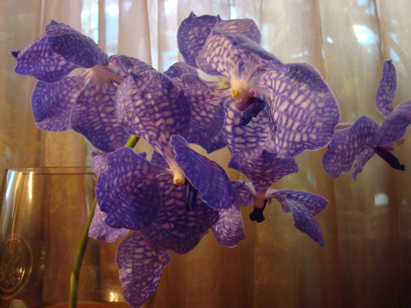 DSC04031  11.JPG