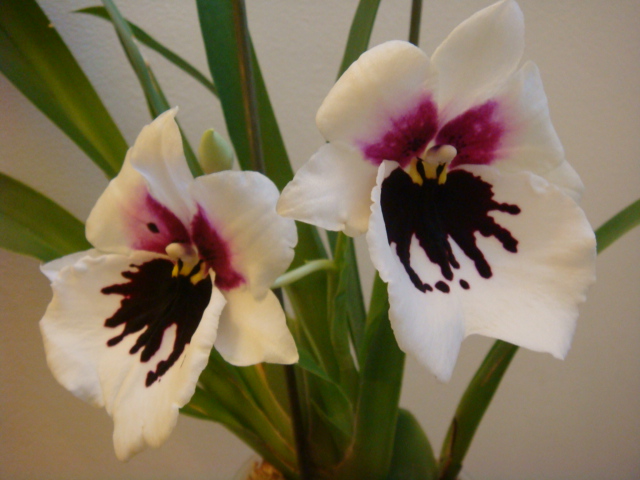 DSC04338.JPG