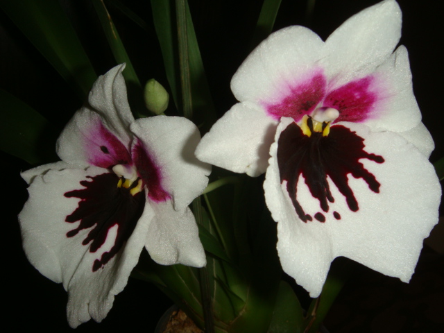 DSC04336.JPG