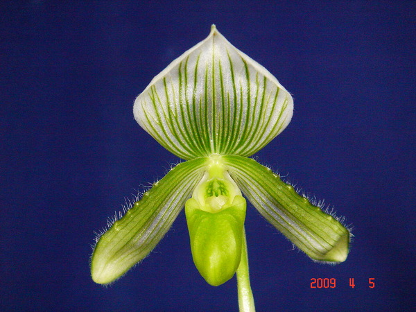 callosum var. vietnam fma. album.jpg