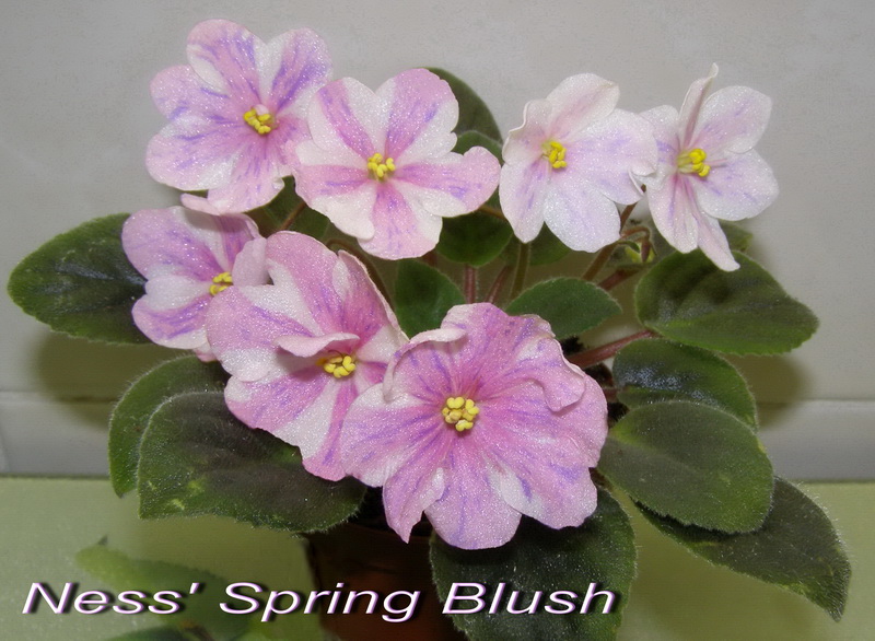 Ness' Spring Blush_800.jpg