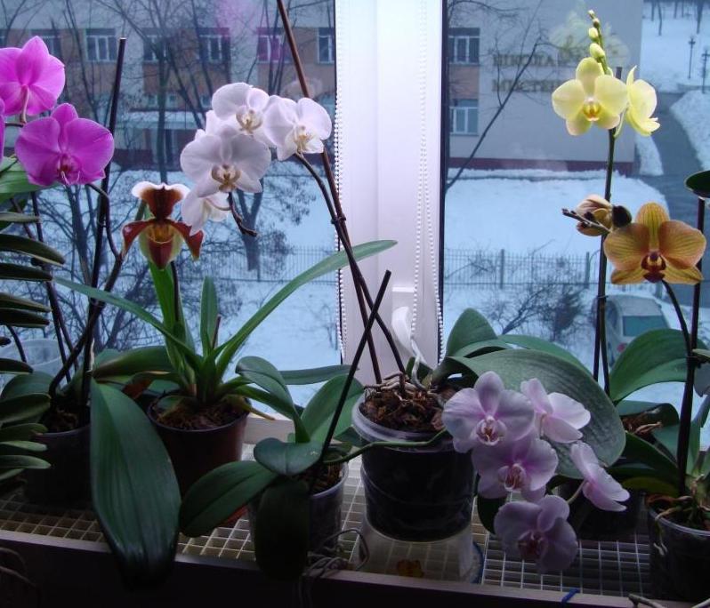 поле2.JPG