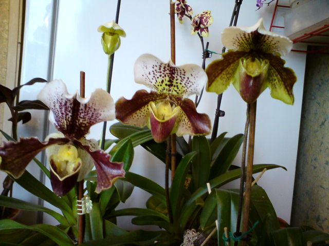 DSC00069.JPG