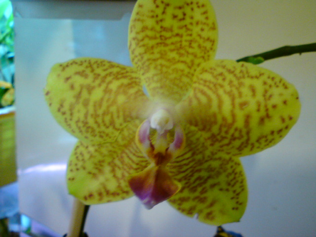 DSC00144.JPG