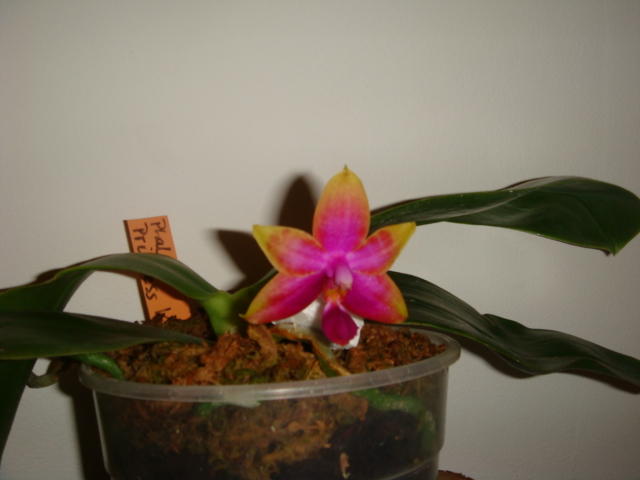 DSC04774.JPG
