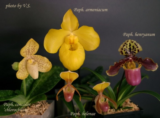 Paph_4.sized.jpg