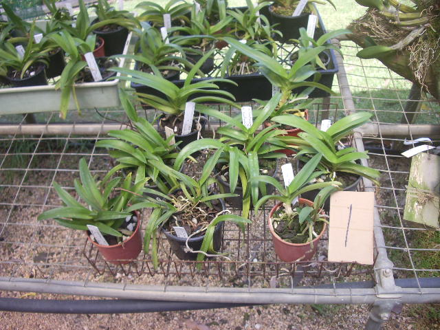 Sarcochilus  Ukraine 001.jpg