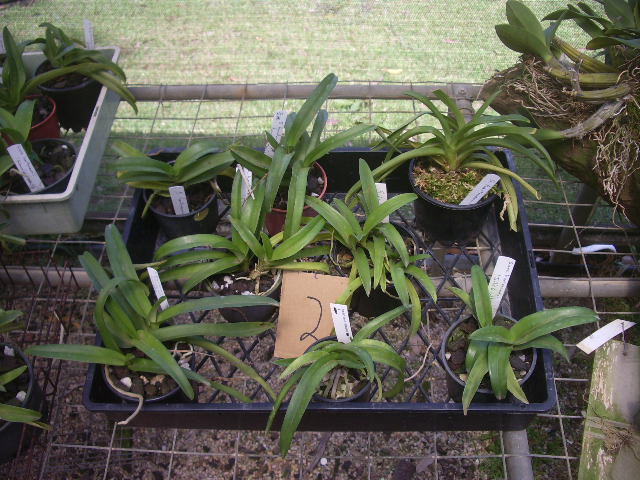 Sarcochilus  Ukraine 002.jpg