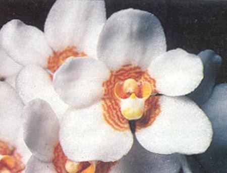 S. hartmannii 'Yellow Snow'.jpg