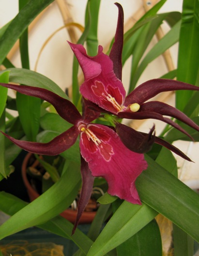 Miltassia Royal Robe 'Diplomat'