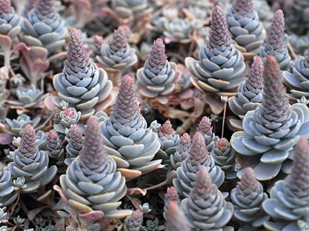 orostachys_iwarenge_cones.jpg