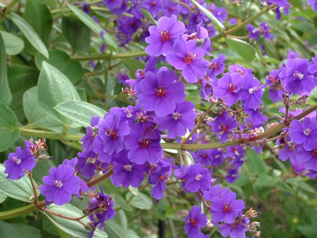 Tibouchina%20grandifolia%20L.jpg