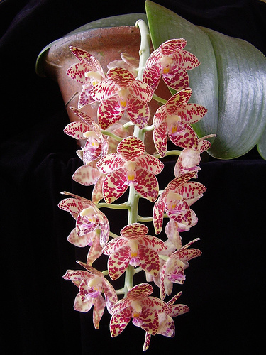 Phal gigantea.jpg