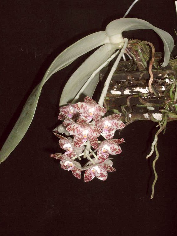 Phalaenopsis_gigantea.JPG