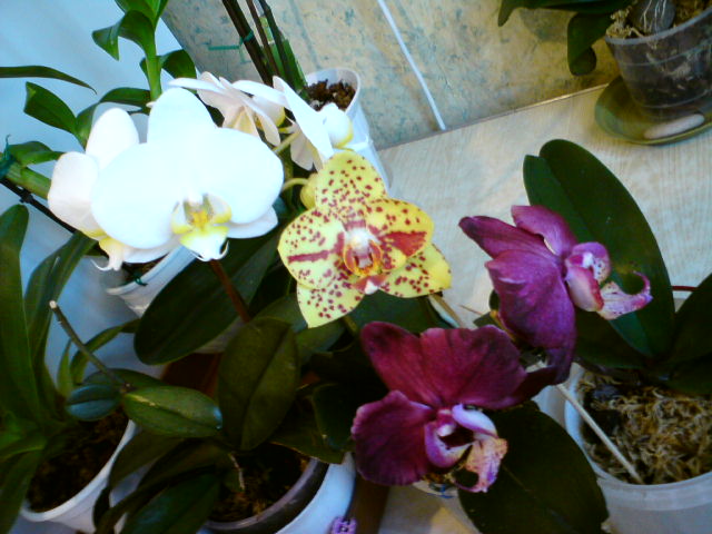 DSC00308.JPG