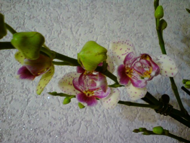 DSC00344.JPG