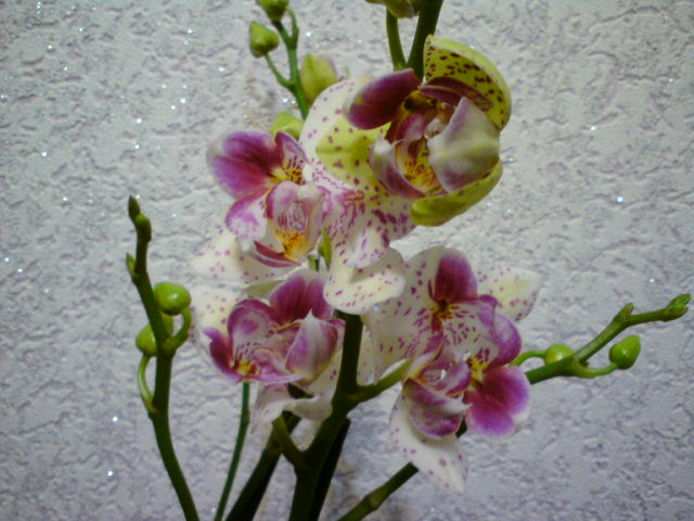 DSC00346.JPG