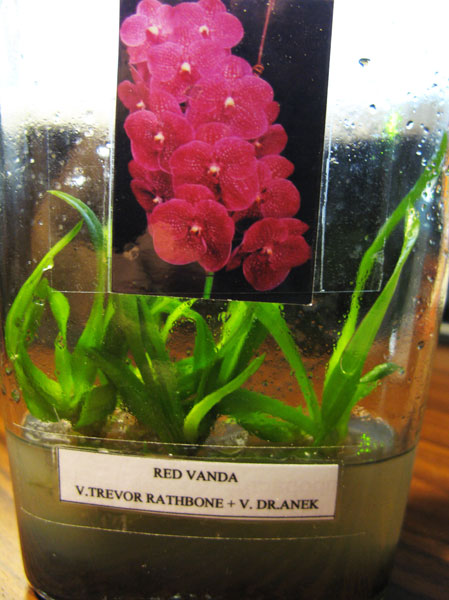 vanda.jpg
