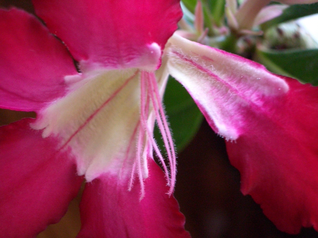 adenium tai 2006 08 14.JPG