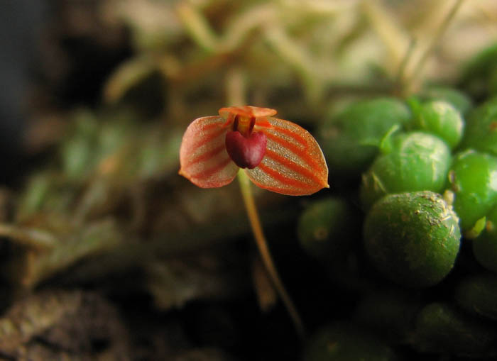 Bulbophyllum moniliforme3.jpg