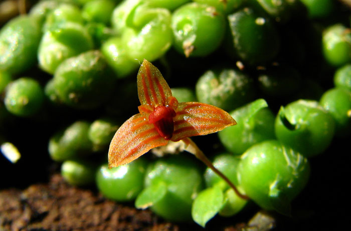 Bulbophyllum moniliforme1.jpg