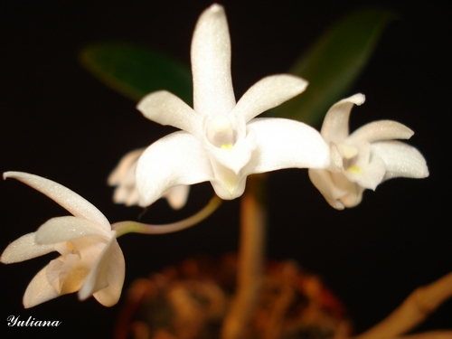 Dendrobium kingianum.JPG