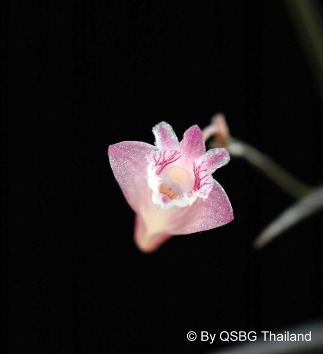 Dendrobium-aciculare1 (1).jpg