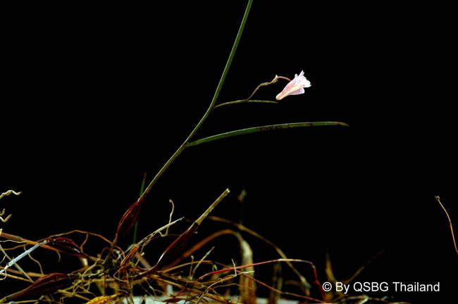 Dendrobium-aciculare2.jpg