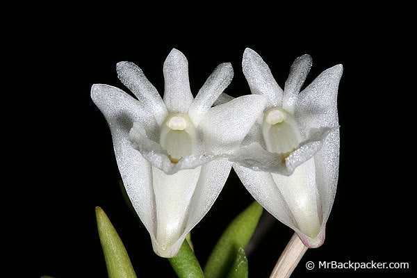 9-2-Dendrobium-acinaciforme.jpg